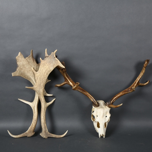 391 - Antlers/Horns - a set of naturally shed Fallow Deer antlers, approximately 57cm, and a Red Deer skul... 