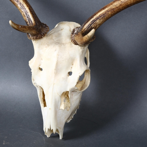 391 - Antlers/Horns - a set of naturally shed Fallow Deer antlers, approximately 57cm, and a Red Deer skul... 