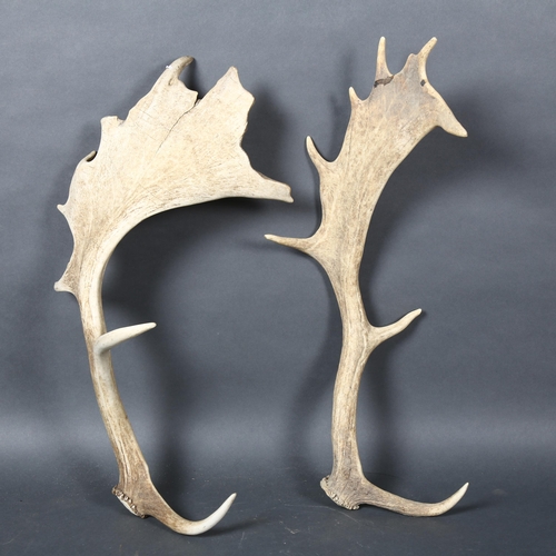 391 - Antlers/Horns - a set of naturally shed Fallow Deer antlers, approximately 57cm, and a Red Deer skul... 