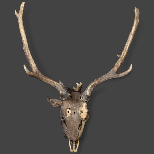 392 - Antlers/Horns - a Red Deer skull, with mummified skin fragments, nine point antlers, widest point 52... 