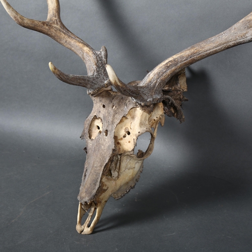 392 - Antlers/Horns - a Red Deer skull, with mummified skin fragments, nine point antlers, widest point 52... 