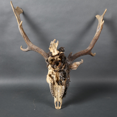 392 - Antlers/Horns - a Red Deer skull, with mummified skin fragments, nine point antlers, widest point 52... 