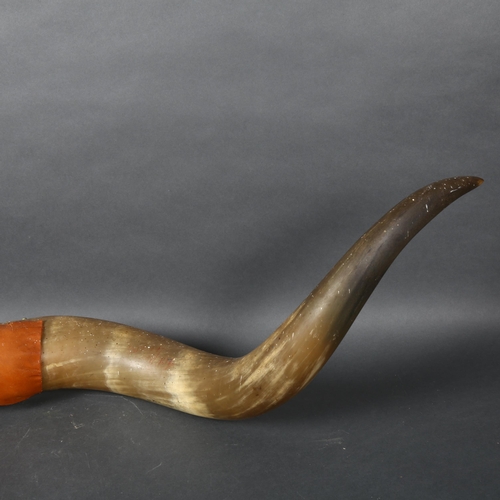 393 - Antlers/Horns - a set of Longhorn Steer horns, length 130cm.