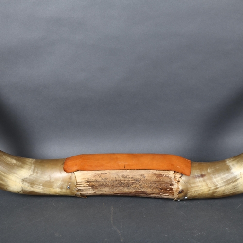 393 - Antlers/Horns - a set of Longhorn Steer horns, length 130cm.