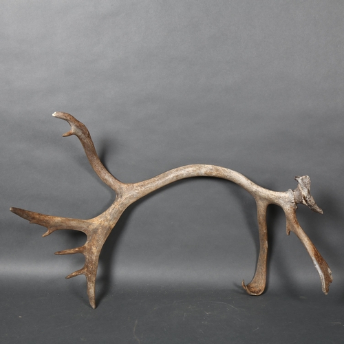 394 - Antlers/Horns - a Red Deer, ten point, single antler, appears to have been shawn from skull cap, len... 