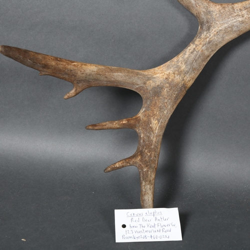 394 - Antlers/Horns - a Red Deer, ten point, single antler, appears to have been shawn from skull cap, len... 