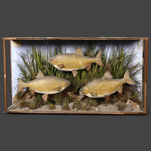 395 - Taxidermy - a Victorian diorama containing three Roach fish specimen, in naturalistic reed bed displ... 