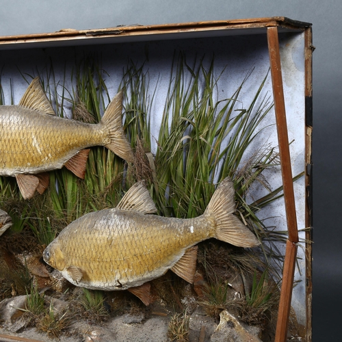 395 - Taxidermy - a Victorian diorama containing three Roach fish specimen, in naturalistic reed bed displ... 