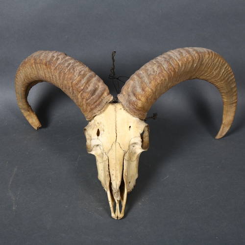 396 - Antlers/Horns - a Antique Horned Himalayan Sheep skull with associated horns, widest point 40cm.