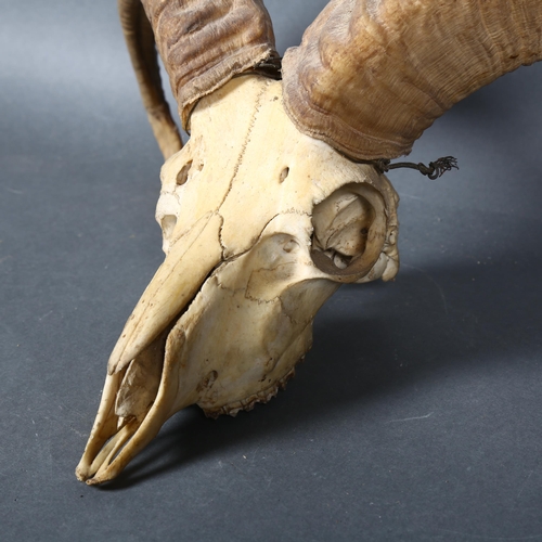 396 - Antlers/Horns - a Antique Horned Himalayan Sheep skull with associated horns, widest point 40cm.