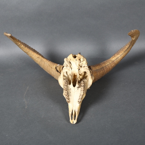 396 - Antlers/Horns - a Antique Horned Himalayan Sheep skull with associated horns, widest point 40cm.