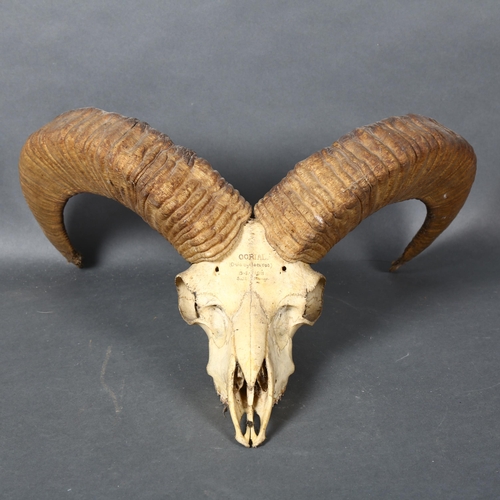 397 - Antlers/Horns - a Antique Horned Himalayan Sheep, Oorial, Ovis Cyclocerus, skull with associated hor... 