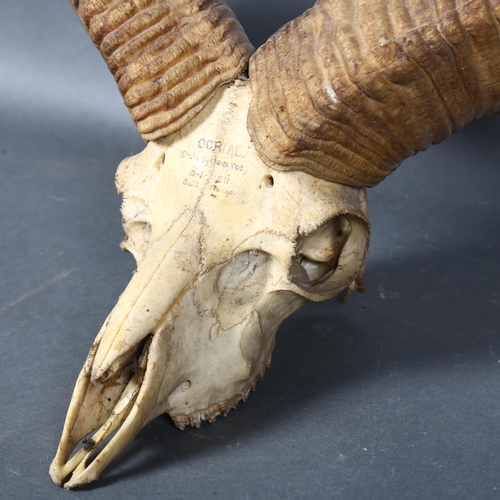 397 - Antlers/Horns - a Antique Horned Himalayan Sheep, Oorial, Ovis Cyclocerus, skull with associated hor... 