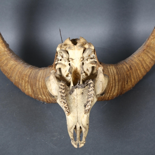 397 - Antlers/Horns - a Antique Horned Himalayan Sheep, Oorial, Ovis Cyclocerus, skull with associated hor... 