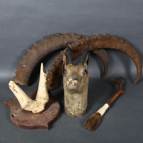 398 - Antlers/Horns - a set of antique Mountain Goat horns an unassociated skull cap on plaque and an anti... 