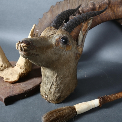 398 - Antlers/Horns - a set of antique Mountain Goat horns an unassociated skull cap on plaque and an anti... 