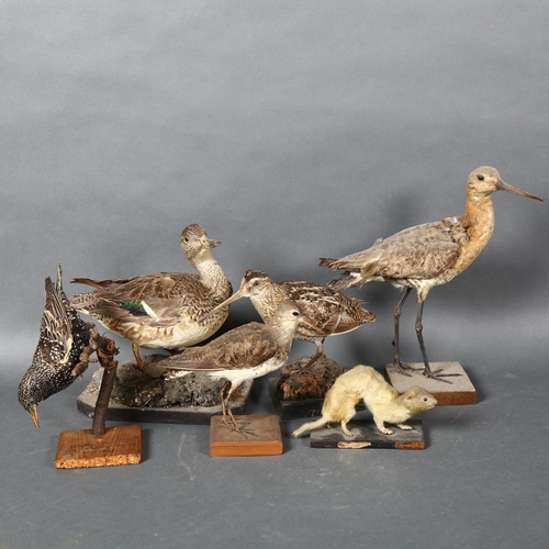 399 - Taxidermy - a selection of antique birds and mammals likely shot and mounted by Hugh and Ralfe Whist... 