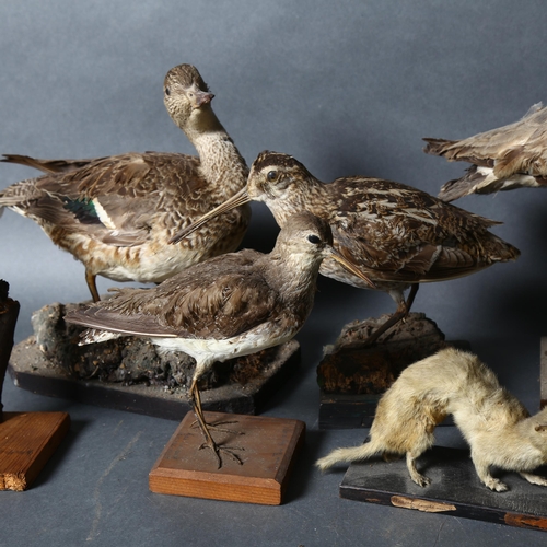 399 - Taxidermy - a selection of antique birds and mammals likely shot and mounted by Hugh and Ralfe Whist... 