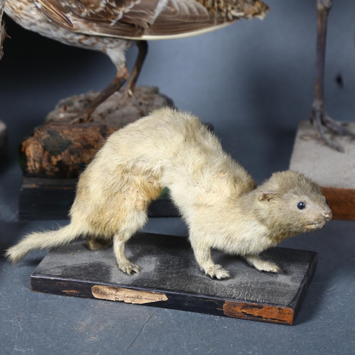 399 - Taxidermy - a selection of antique birds and mammals likely shot and mounted by Hugh and Ralfe Whist... 