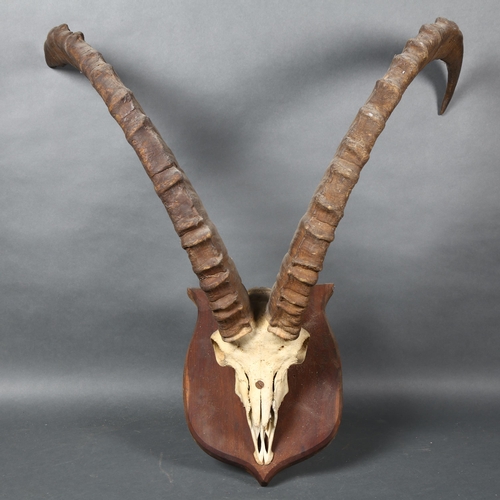 400 - Antlers/Horns - an Antique Ibex mountain goat skull, with associated horns, mounted on an oak shield... 