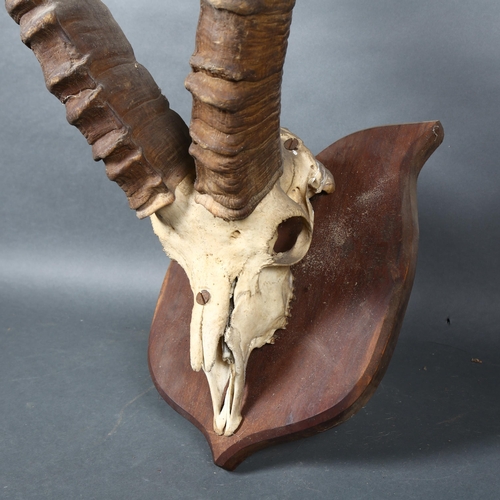 400 - Antlers/Horns - an Antique Ibex mountain goat skull, with associated horns, mounted on an oak shield... 