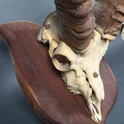 400 - Antlers/Horns - an Antique Ibex mountain goat skull, with associated horns, mounted on an oak shield... 