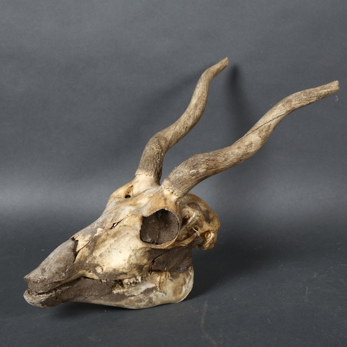 401 - Taxidermy - an Indian Blackbuck Antelope Skull, to include upper and lower jaws and bone cores of ho... 