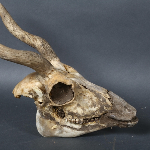 401 - Taxidermy - an Indian Blackbuck Antelope Skull, to include upper and lower jaws and bone cores of ho... 