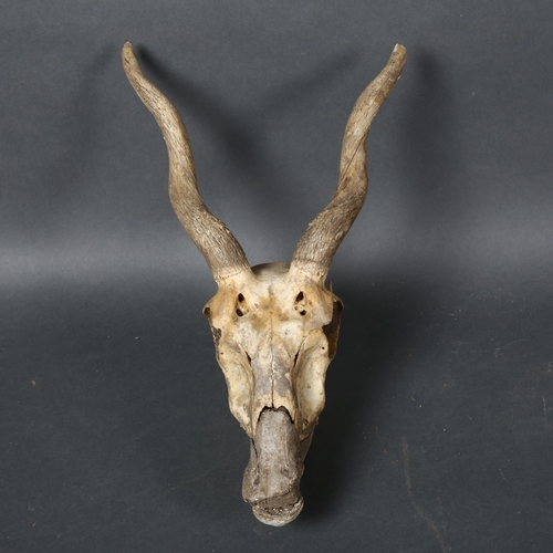 401 - Taxidermy - an Indian Blackbuck Antelope Skull, to include upper and lower jaws and bone cores of ho... 