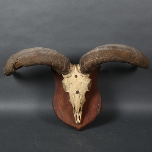 402 - Antlers/Horns - an Antique Blue Sheep or Bharal (Pseudois nayaur), skull with associated antlers, mo... 