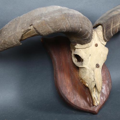 402 - Antlers/Horns - an Antique Blue Sheep or Bharal (Pseudois nayaur), skull with associated antlers, mo... 