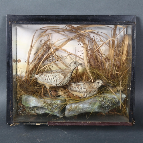 403 - Taxidermy - a pair of adult Quail, on faux rock base, in naturalistic surround, housed in a period g... 