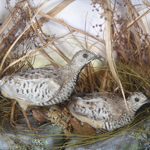 403 - Taxidermy - a pair of adult Quail, on faux rock base, in naturalistic surround, housed in a period g... 