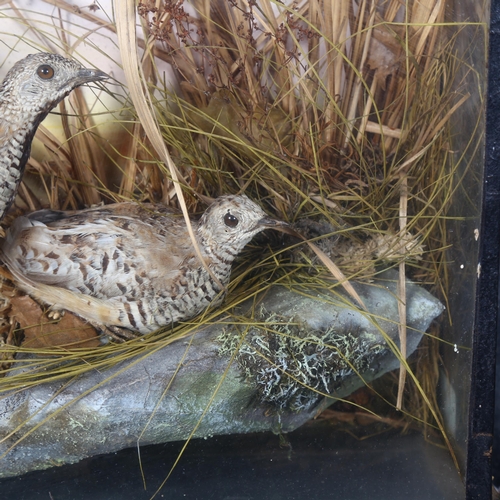 403 - Taxidermy - a pair of adult Quail, on faux rock base, in naturalistic surround, housed in a period g... 