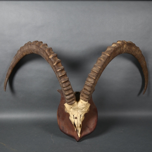 404 - Antlers/Horns - an Antique Ibex mountain goat skull, with associated antlers, mounted on an oak shie... 