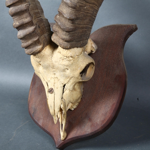 404 - Antlers/Horns - an Antique Ibex mountain goat skull, with associated antlers, mounted on an oak shie... 