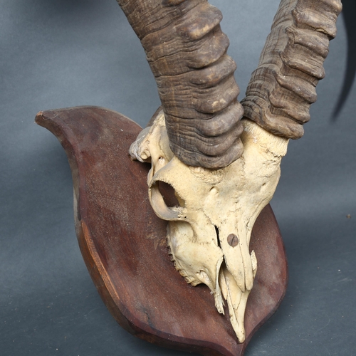 404 - Antlers/Horns - an Antique Ibex mountain goat skull, with associated antlers, mounted on an oak shie... 