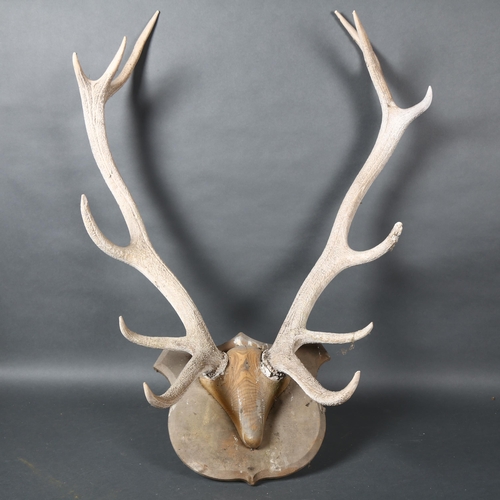 405 - Antlers/Horns - an Antique set of Red Deer antlers, 12 points, with pine wood skull cap, mounted on ... 