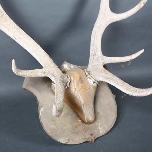 405 - Antlers/Horns - an Antique set of Red Deer antlers, 12 points, with pine wood skull cap, mounted on ... 