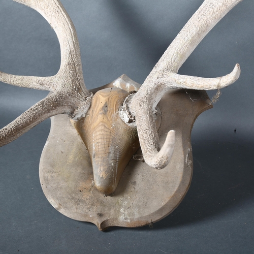 405 - Antlers/Horns - an Antique set of Red Deer antlers, 12 points, with pine wood skull cap, mounted on ... 