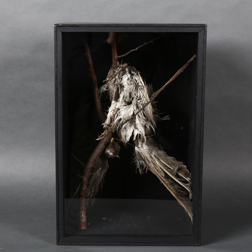 441 - A cased study of a mummified pheasant, suspended from a branch, in a bespoke wooden box with glass f... 