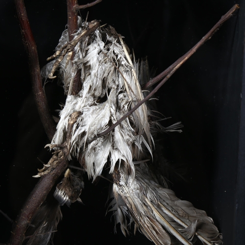 441 - A cased study of a mummified pheasant, suspended from a branch, in a bespoke wooden box with glass f... 