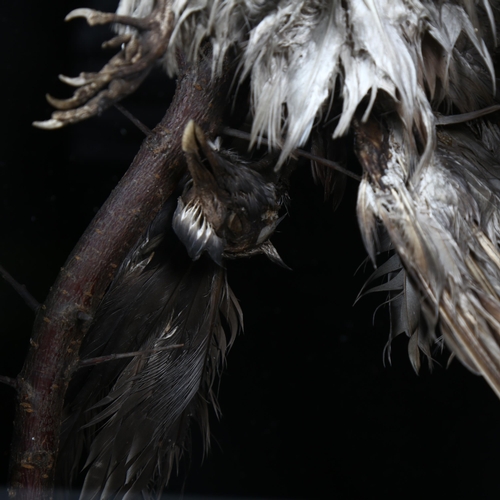 441 - A cased study of a mummified pheasant, suspended from a branch, in a bespoke wooden box with glass f... 