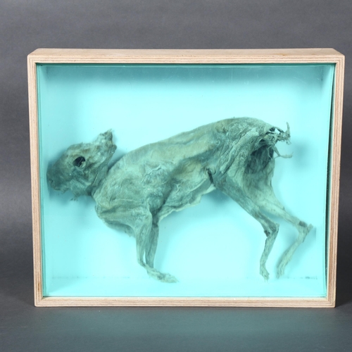 443 - A mummified study of a rabbit specimen in a bespoke wooden case, with perspex protective panel and l... 