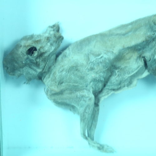 443 - A mummified study of a rabbit specimen in a bespoke wooden case, with perspex protective panel and l... 