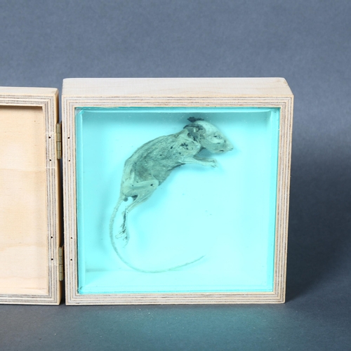 444 - A mummified study of a mouse specimen, in a bespoke wooden box with hinged lid and perspex protectiv... 