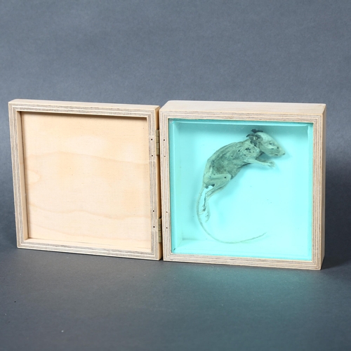 444 - A mummified study of a mouse specimen, in a bespoke wooden box with hinged lid and perspex protectiv... 