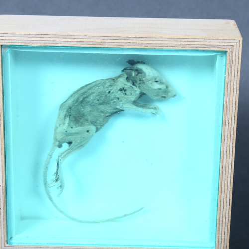 444 - A mummified study of a mouse specimen, in a bespoke wooden box with hinged lid and perspex protectiv... 