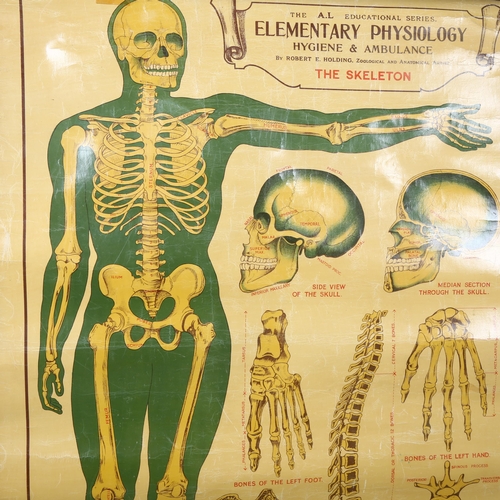 456 - The A.L Educational series. Elementary Physiology Hygiene & Ambulance
By Robert E Holding, Zoologica... 