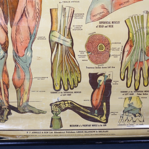 458 - The A.L Educational series.
Elementary Physiology Hygiene & Ambulance
By Robert E Holding, Zoologica... 